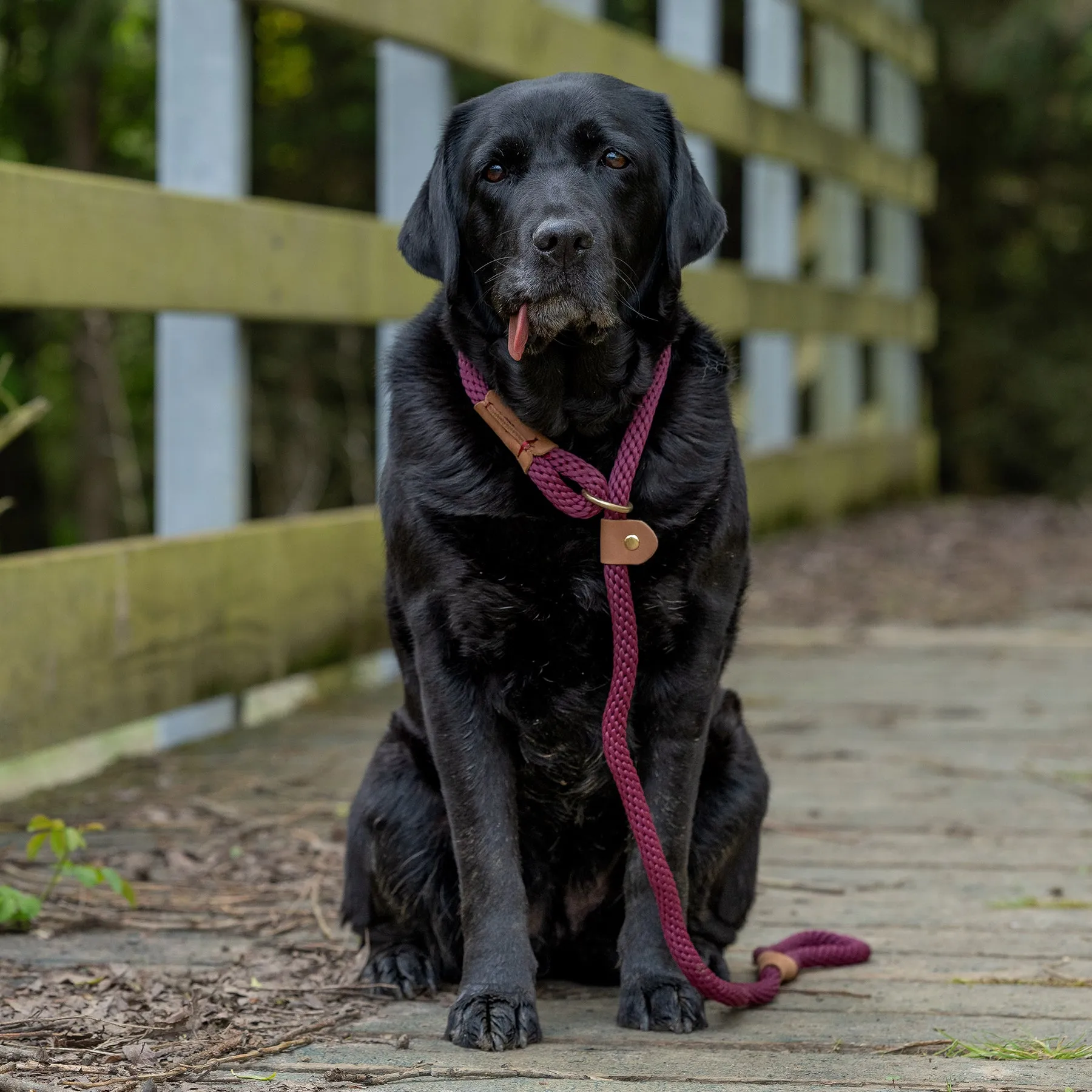 Dog Leads - Burgundy